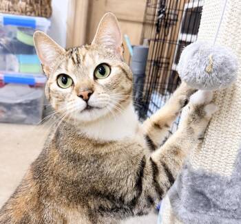 American Shorthair Cats Available for Adoption in Philadelphia, Pennsylvania - Connie  | PetCurious