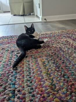 Lark -  Domestic Short Hair Cat for Adoption in Fort Collins, Colorado - Lark | PetCurious