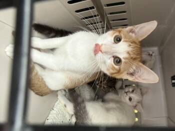 Sheldon -  Domestic Short Hair Cat for Adoption - Sheldon | PetCurious