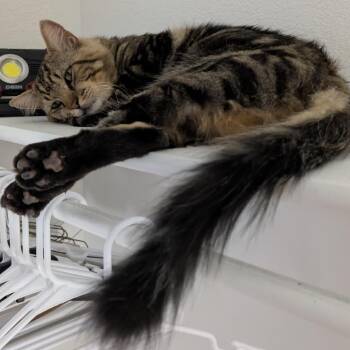 Momo -  Domestic Long Hair Cat for Adoption in Lewisville, Texas - Momo | PetCurious