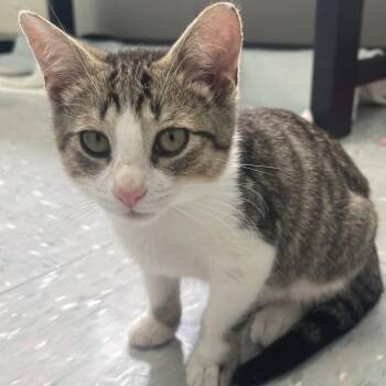 Macaw -  Domestic Short Hair Cat for Adoption in New Philadelphia, Ohio - Macaw | PetCurious