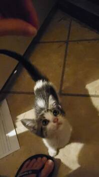 Winnie Paprika -  Domestic Short Hair Cat for Adoption in Corpus Christi, Texas - Winnie Paprika | PetCurious