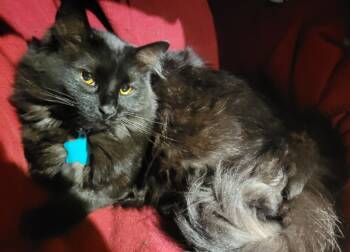 Rescue Domestic Short Hair Cats for Adoption in Millcreek, Utah - Mittens | PetCurious