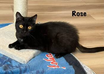 Domestic Short Hair Cats Available for Adoption - Rose | PetCurious