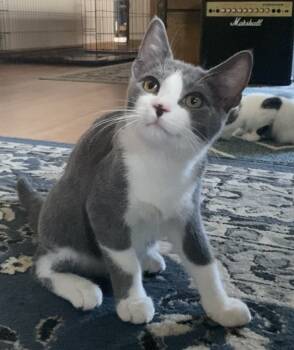 Rescue Domestic Short Hair Cats for Adoption in Greene, New York - Dane | PetCurious
