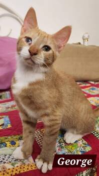 FRED & GEORGE -  Domestic Short Hair Cat for Adoption in Schnecksville, Pennsylvania - FRED & GEORGE | PetCurious