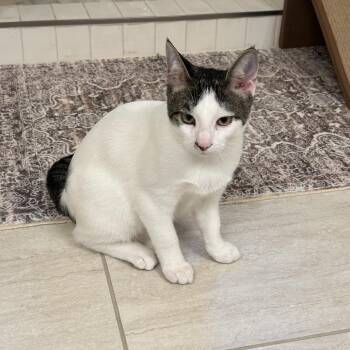 Kitty (Kit) -  Domestic Short Hair Cat for Adoption in Madisonville, Tennessee - Kitty (Kit) | PetCurious