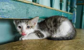 Domestic Short Hair Cats Available for Adoption in San Antonio, Texas - Bass | PetCurious