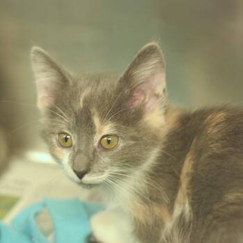 The Waitress -  Domestic Medium Hair Cat for Adoption in Belleville, Illinois - The Waitress | PetCurious