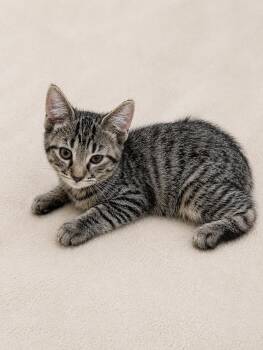 Dogwood -  Domestic Short Hair Cat for Adoption in Oswego, South Carolina - Dogwood | PetCurious