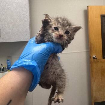 Anastasia -  Domestic Short Hair Cat for Adoption in Columbiana, Alabama - Anastasia | PetCurious