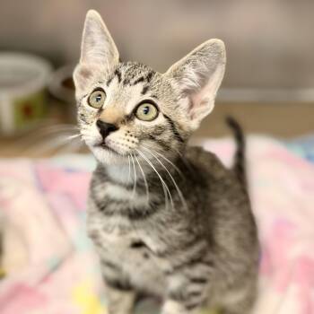 Dialga -  Domestic Short Hair Cat for Adoption in Jackson Township, New Jersey - Dialga | PetCurious
