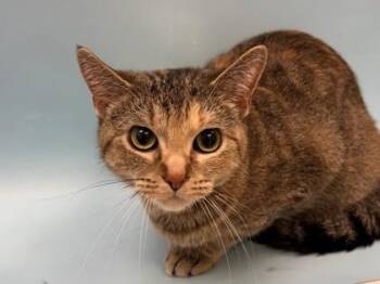 Millie -  Domestic Short Hair Cat for Adoption in Woodbury, Minnesota - Millie | PetCurious