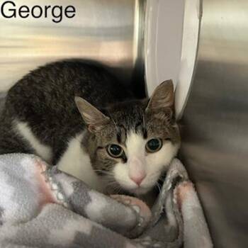 George -  Domestic Medium Hair Cat for Adoption in Knoxville, Tennessee - George | PetCurious