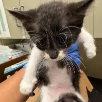 Cirrus -  Domestic Short Hair Cat for Adoption in Columbus, Georgia - Cirrus | PetCurious