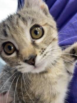 Rescue Domestic Short Hair Cats for Adoption in Plano, Texas - Choco | PetCurious