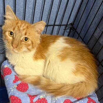 Romeo -  Domestic Long Hair Cat for Adoption in Normal, Illinois - Romeo | PetCurious