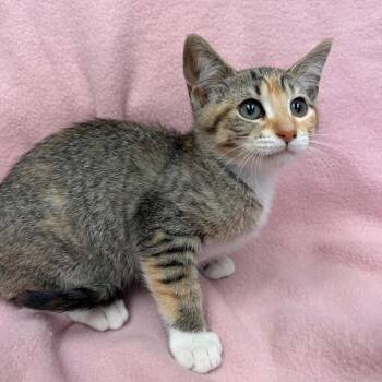 Nonny -  Domestic Short Hair Cat for Adoption in West Point, Mississippi - Nonny | PetCurious