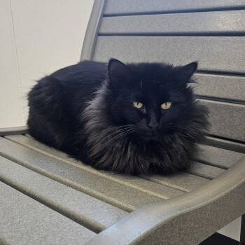 Domestic Long Hair Cats Available for Adoption - Bones | PetCurious