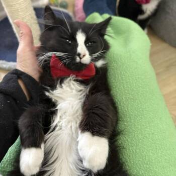 Domestic Medium Hair Cats Available for Adoption - Panda | PetCurious