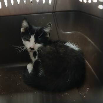 Rescue Domestic Short Hair Cats for Adoption in York, Pennsylvania - Bruiser | PetCurious