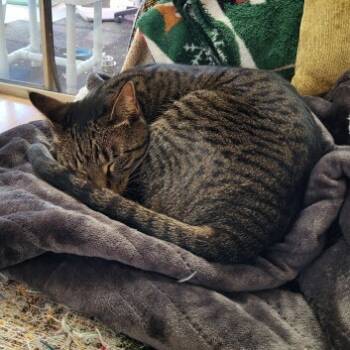 Rescue American Shorthair Cats for Adoption in Conway, New Hampshire - Kitty | PetCurious