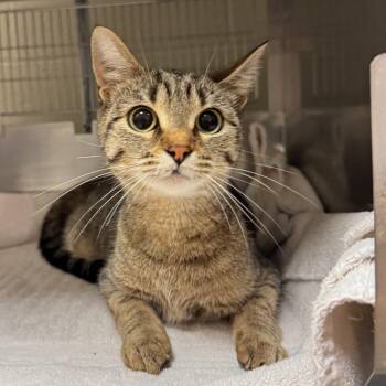 Gossamer -  Domestic Short Hair Cat for Adoption in Chicago, Illinois - Gossamer | PetCurious