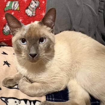 Siamese Cats Available for Adoption in Fairway, Kansas - Lucky | PetCurious
