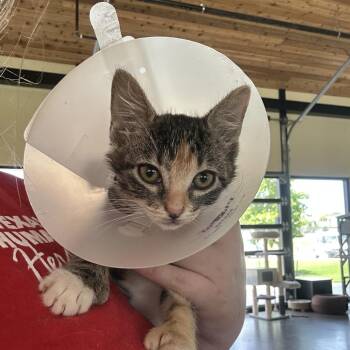 Navy -  Domestic Short Hair Cat for Adoption in Leander, Texas - Navy | PetCurious