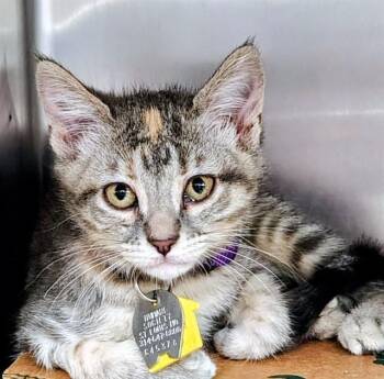 BARB -  Domestic Short Hair Cat for Adoption in St. Louis, Missouri - BARB | PetCurious