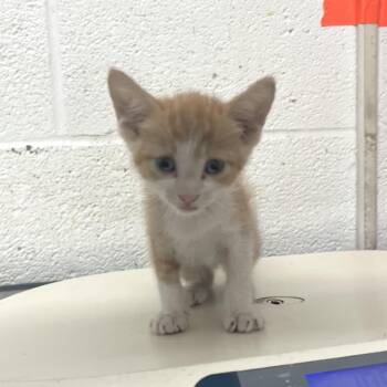 Cheez-it -  Domestic Short Hair Cat for Adoption in Edinburg, Texas - Cheez-it | PetCurious