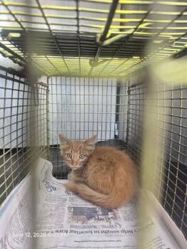 MAY -  Domestic Medium Hair Cat for Adoption in San Antonio, Texas - MAY | PetCurious