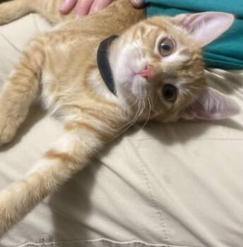 Elmers Glue -  Domestic Short Hair Cat for Adoption in Clarksville, Tennessee - Elmers Glue | PetCurious