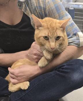 Domestic Short Hair Cats Available for Adoption in Dickson, Tennessee - Oscar | PetCurious