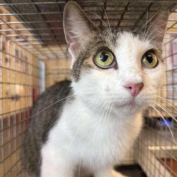 Domestic Short Hair Cats Available for Adoption in Fort Myers, Florida - WENDELL | PetCurious
