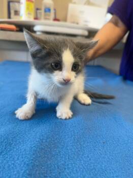 Screamer -  Domestic Short Hair Cat for Adoption in Marion, Ohio - Screamer | PetCurious