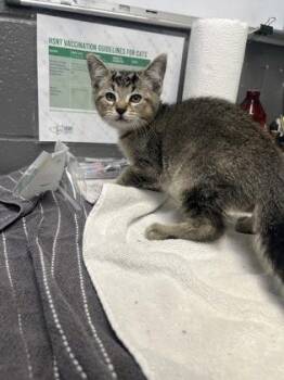 Enchilada -  Domestic Short Hair Cat for Adoption in Fort Worth, Texas - Enchilada | PetCurious