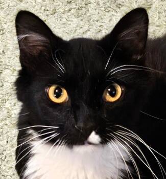 Rescue Domestic Medium Hair and Domestic Long Hair Cats for Adoption in Paris, Kentucky - Iggy Bradley | PetCurious