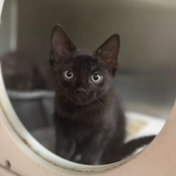 Penelope -  Domestic Short Hair Cat for Adoption in Starkville, Mississippi - Penelope | PetCurious