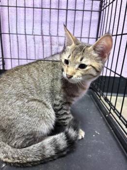 Clover -  Domestic Short Hair Cat for Adoption in El Paso, Texas - Clover | PetCurious