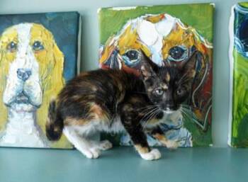 Peaches -  Domestic Short Hair Cat for Adoption in San Antonio, Texas - Peaches | PetCurious