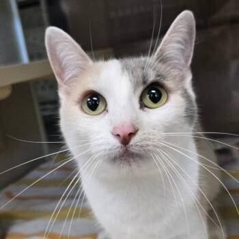 Ivywing -  Domestic Short Hair Cat for Adoption in West Olive, Michigan - Ivywing | PetCurious