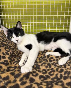 Rescue Domestic Short Hair Cats for Adoption in Brentwood, California - Lovee | PetCurious