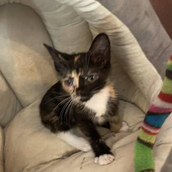 Peach -  Domestic Short Hair Cat Available for Adoption - Peach | PetCurious