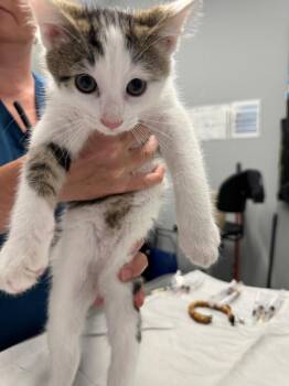 Manny -  Domestic Short Hair Cat for Adoption in Bloomington, Indiana - Manny | PetCurious