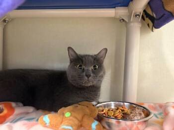 Domestic Short Hair Cats Available for Adoption in Fort Collins, Colorado - Marisol | PetCurious