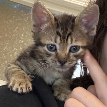 Arches -  Domestic Short Hair Cat for Adoption in Enfield, New Hampshire - Arches | PetCurious