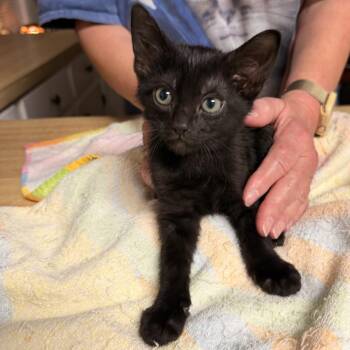 Patricia -  Domestic Short Hair Cat for Adoption in Baytown, Texas - Patricia | PetCurious