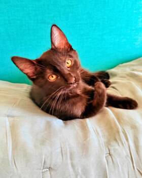 Kagu -  Domestic Short Hair Cat for Adoption in Novato, California - Kagu | PetCurious