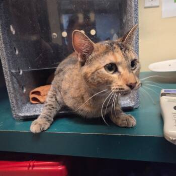 Domestic Short Hair Cats Available for Adoption in Pasadena, California - Ziva | PetCurious